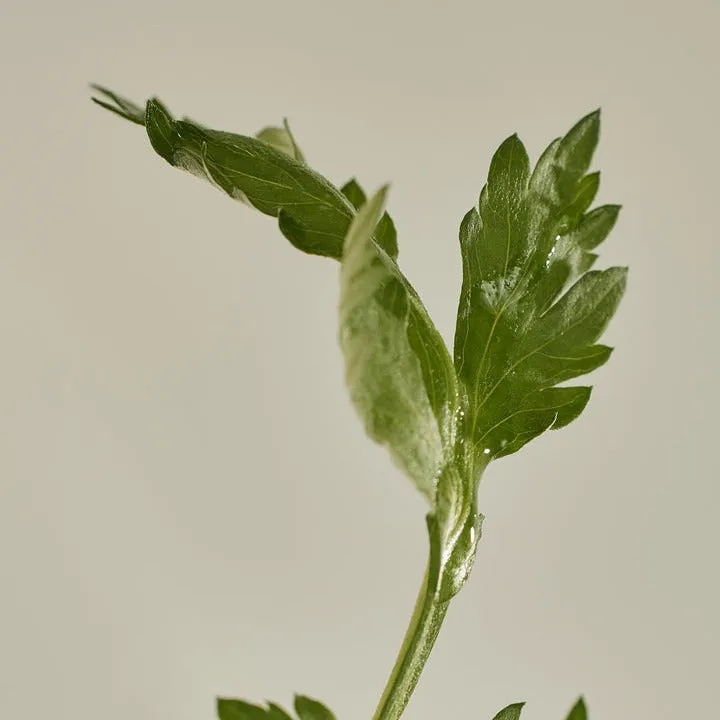 Matte Sun Stick: Mugwort   Camelia
